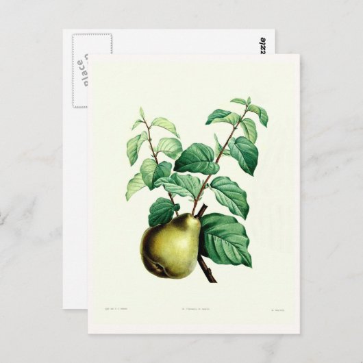 梨 ポストカード (正面/裏面)