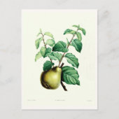 梨 ポストカード (正面)
