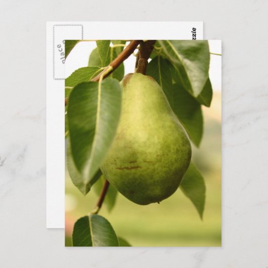 梨 ポストカード (正面/裏面)