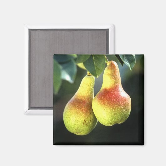 梨 マグネット (正面/裏面)