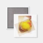 梨… マグネット (正面/裏面)
