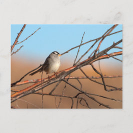 棒の上の白い冠のついた雀 ポストカード