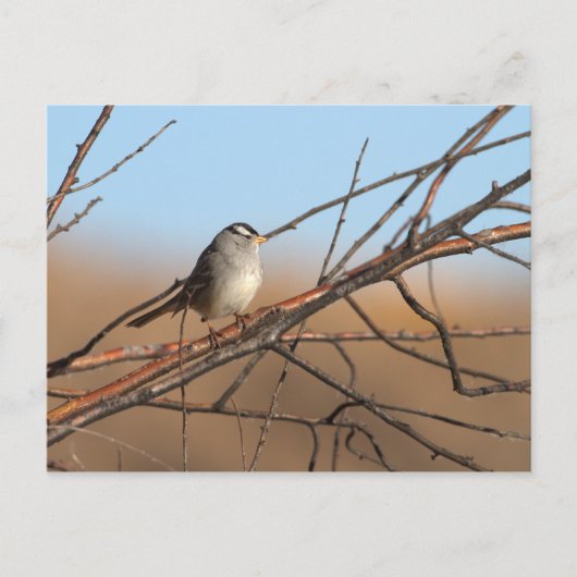 棒の上の白い冠のついた雀 ポストカード (正面)