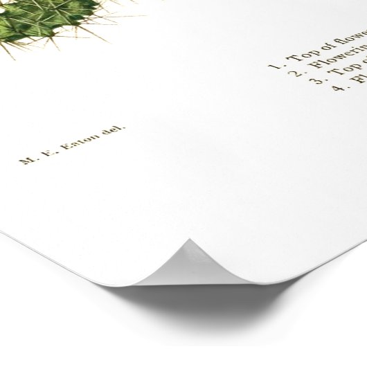 棘小脳種 ポスター (角)