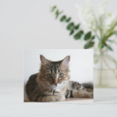 棚の上のハーマイオニー ポストカード (スタンド正面)