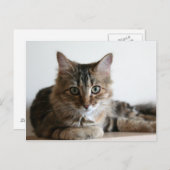 棚の上のハーマイオニー ポストカード (正面/裏面)