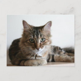 棚の上のハーマイオニー ポストカード