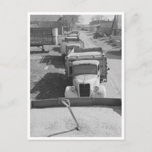 棚付きトウモロコシの負荷 ポストカード (正面)