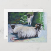 棚入れ羊はがき ポストカード (正面/裏面)