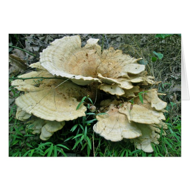 棚淡い色の菌調整品目 (正面横)