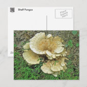 棚淡い色の菌調整品目 ポストカード (正面/裏面)
