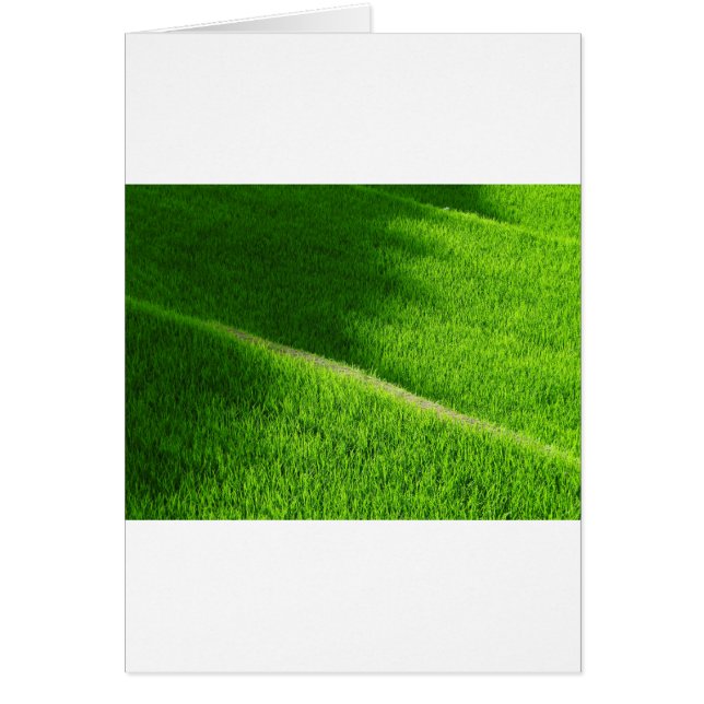 棚田の田んぼ日本 (正面)