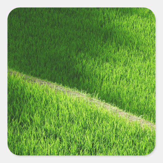 棚田の田んぼ日本 スクエアシール (正面)