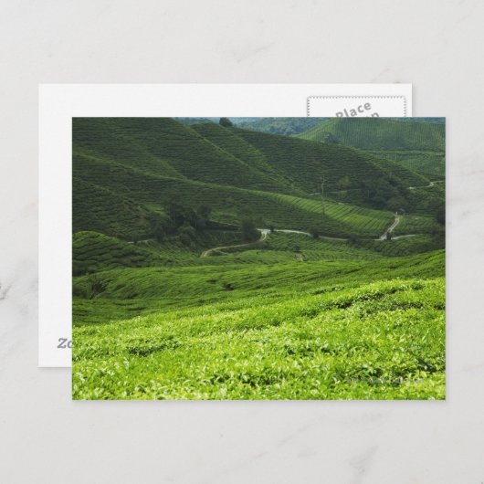 棚田 ポストカード (正面/裏面)