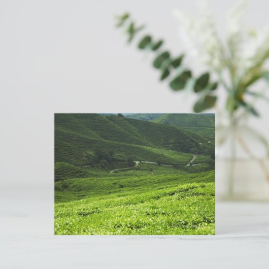 棚田 ポストカード (スタンド正面)