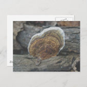 棚菌#3葉書 ポストカード (正面/裏面)