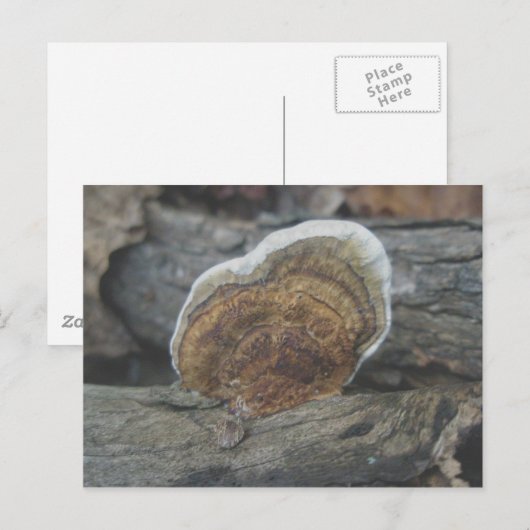 棚菌#3葉書 ポストカード (正面/裏面)