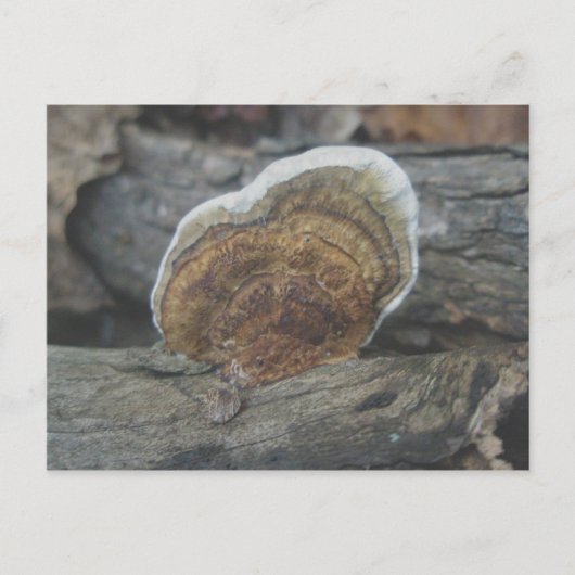 棚菌#3葉書 ポストカード (正面)