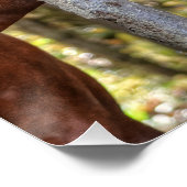 森おもしろいの中の栗の石と馬の写真 ポスター (コーナー)