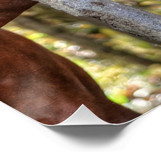 森おもしろいの中の栗の石と馬の写真 ポスター (コーナー)