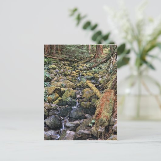 森からの一般的なミネソタの岩盤のストリーム ポストカード (スタンド正面)