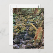 森からの一般的なミネソタの岩盤のストリーム ポストカード (正面/裏面)