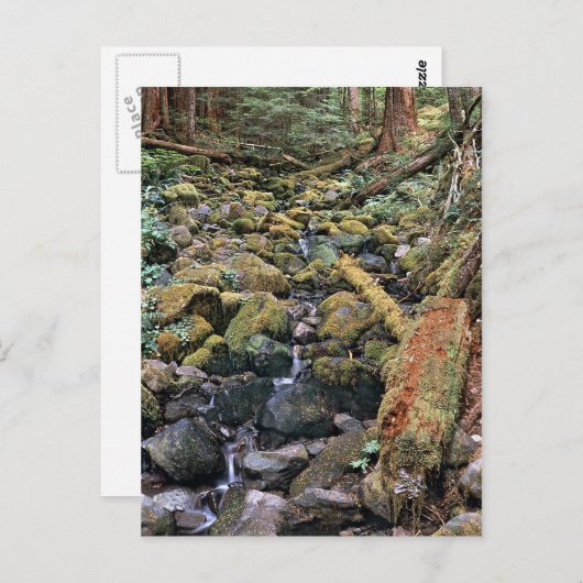 森からの一般的なミネソタの岩盤のストリーム ポストカード (正面/裏面)