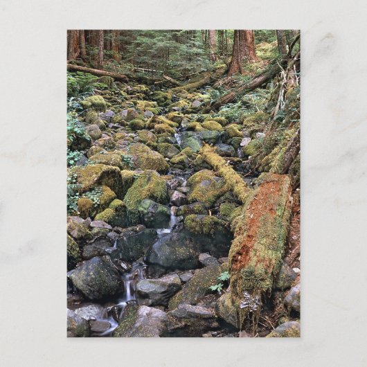 森からの一般的なミネソタの岩盤のストリーム ポストカード (正面)