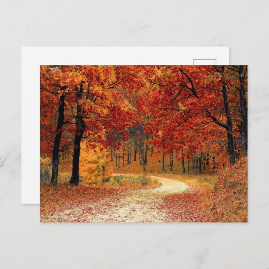 森かわいらし葉書 ポストカード (正面/裏面)