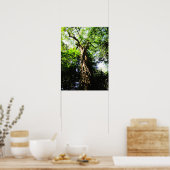 森で大きな木を探す – ポスター (キッチン)