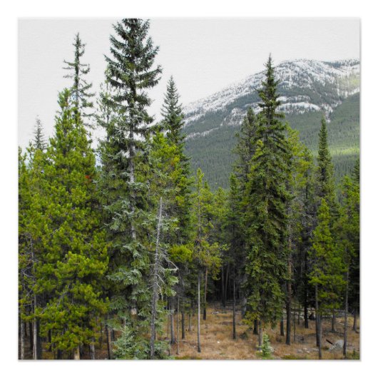 森と山の風景 ポスター (正面)