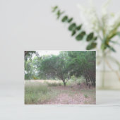 森に恐竜がいる… ポストカード (スタンド正面)