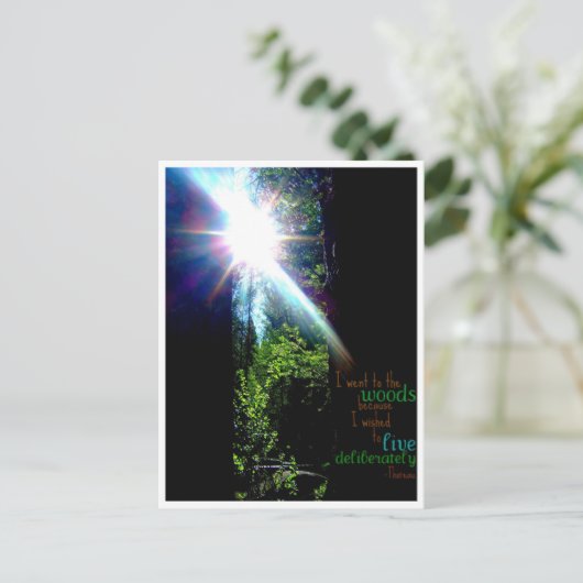 森に ポストカード (スタンド正面)