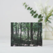 森に ポストカード (スタンド正面)