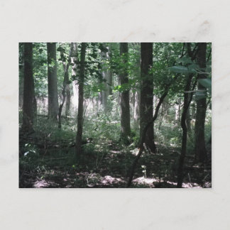 森に ポストカード