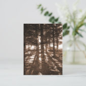 森のはがきに夕日。 ポストカード (スタンド正面)