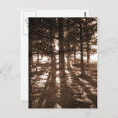 森のはがきに夕日。 ポストカード (正面/裏面)