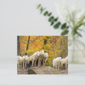 森のアラスカの白オオカミ ポストカード (スタンド正面)