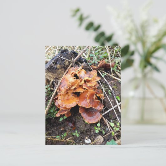 森のキノコ ポストカード (スタンド正面)