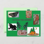 森のキャンプからこんにちは ポストカード (正面/裏面)