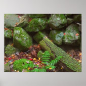 森のコケ ポスター (正面)