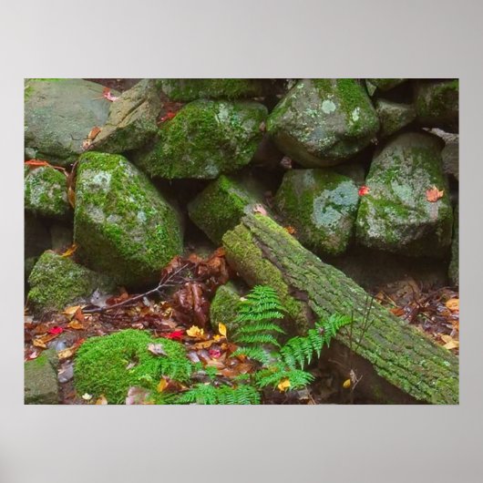 森のコケ ポスター (正面)