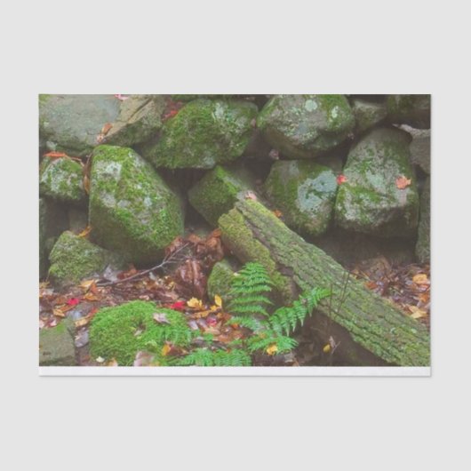 森のコケ 薄葉紙 (正面)