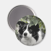 森のコリー・ドッグ マグネット (正面/裏面)