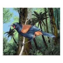 森のサドルバック鳥