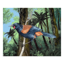 森のサドルバック鳥 フォトプリント           