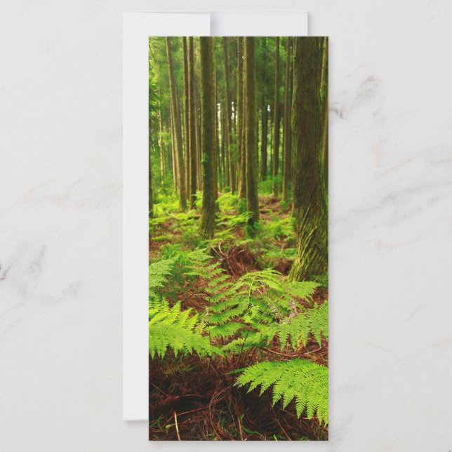 森のシダ (正面)