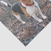 森のティッシュペーパーのビーグル犬の子犬 薄葉紙 (詳細)