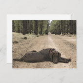 森のトレイルでかわいいチョコレートラボ ポストカード (正面/裏面)