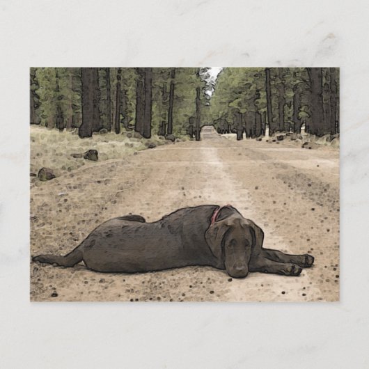 森のトレイルでかわいいチョコレートラボ ポストカード (正面)